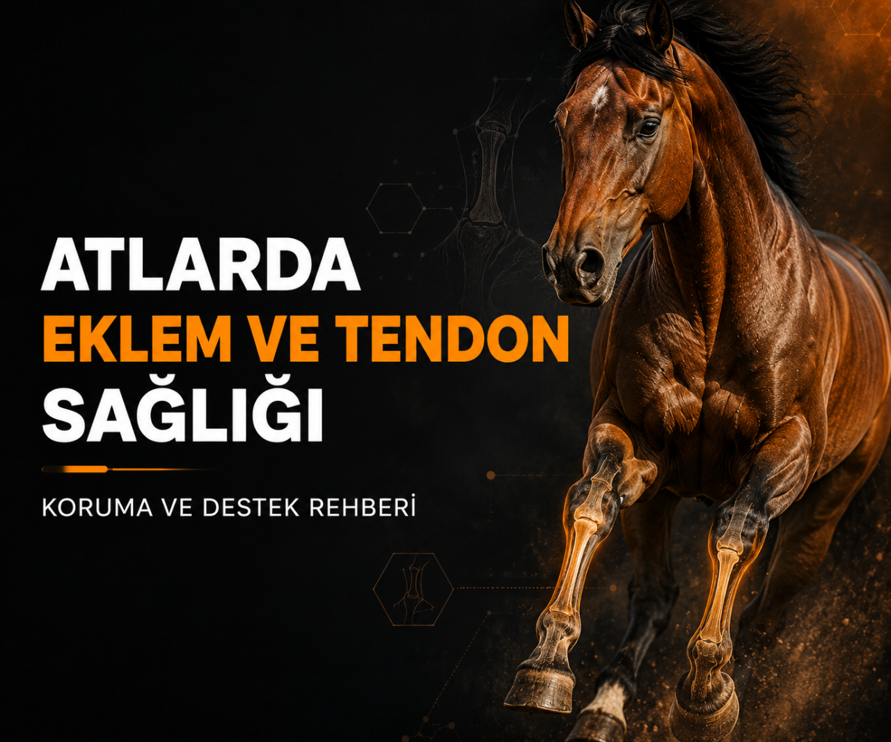 Atlarda Eklem ve Tendon Sağlığı: Koruma ve Destek Rehberi