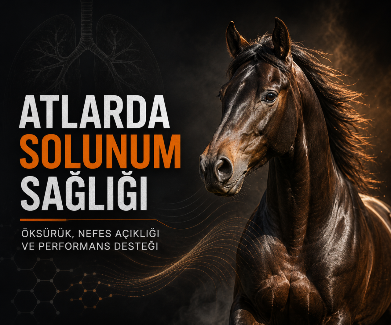 Atlarda Solunum Sağlığı: Nefes Açıklığı, Öksürük ve Performans Desteği